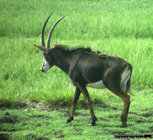 Hesteantilope Botswana Safari