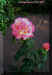 chicago peace nr.27 yf.jpg (257766 byte)